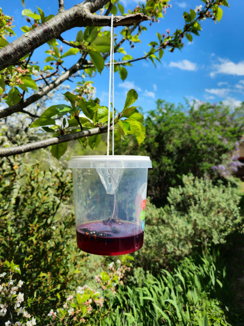 VVTrap Bucket mini – Piège anti-reines frelons – Image 9