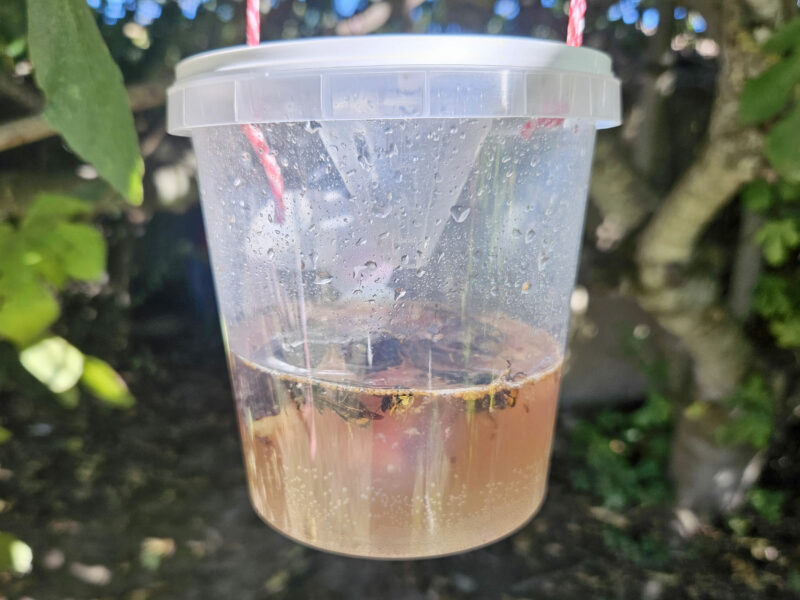 VVTrap Bucket mini – Piège anti-reines frelons – Image 3