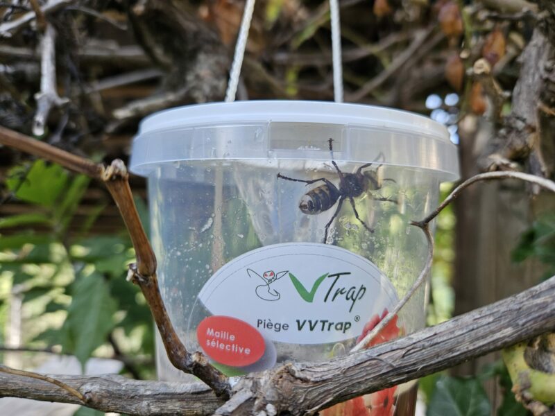 VVTrap Bucket mini – Piège anti-reines frelons – Image 8